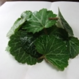 ユキノシタと長芋の天ぷら レシピ 作り方 By 6melissa55 楽天レシピ ユキノシタと長芋の天ぷら レシピ 作り方 By 6melissa55 楽天レシピ